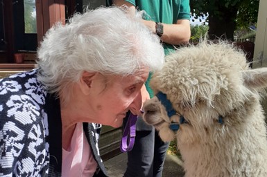 ‘Wool’ You Look at That! Alpaca’s visit The Old Vicarage.