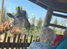 Resident Feeding Giraffes as part of Make A Wish Scheme